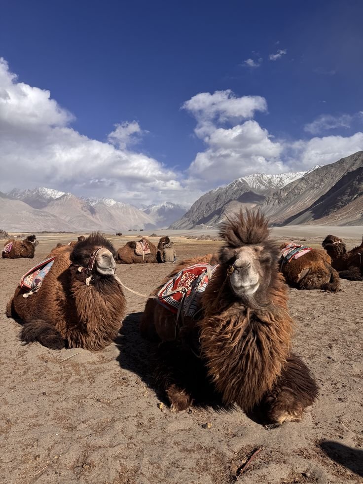 Ladakh Overland: Srinagar to Manali via Umling La & Tso Moriri